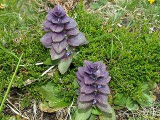 Bugle pyramidal