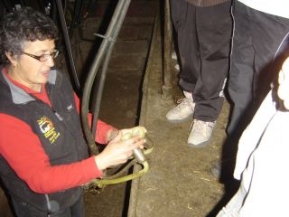 Aline nous a expliqué la traite des brebis. 1 brebis donne 1 litre de lait, 1 chèvre : 3 litres et une vache : 15 litres